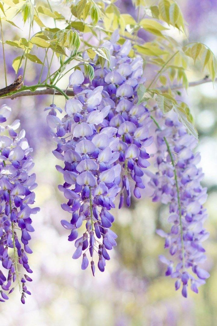 Enchanted Eve: Twilight's Velvet Petals